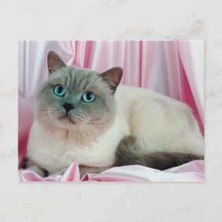 Porträtt i katt 4 vykort