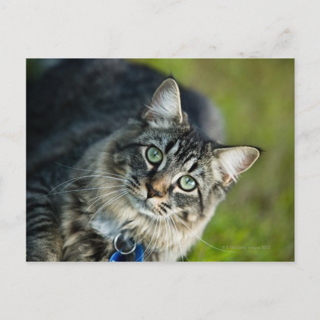 Porträtt i katt utomhus vykort (Framsida)