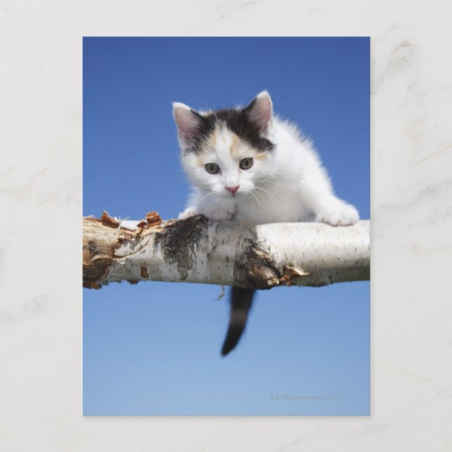 Porträtt i Kitten Vykort (Framsida)