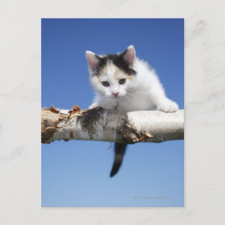 Porträtt i Kitten Vykort