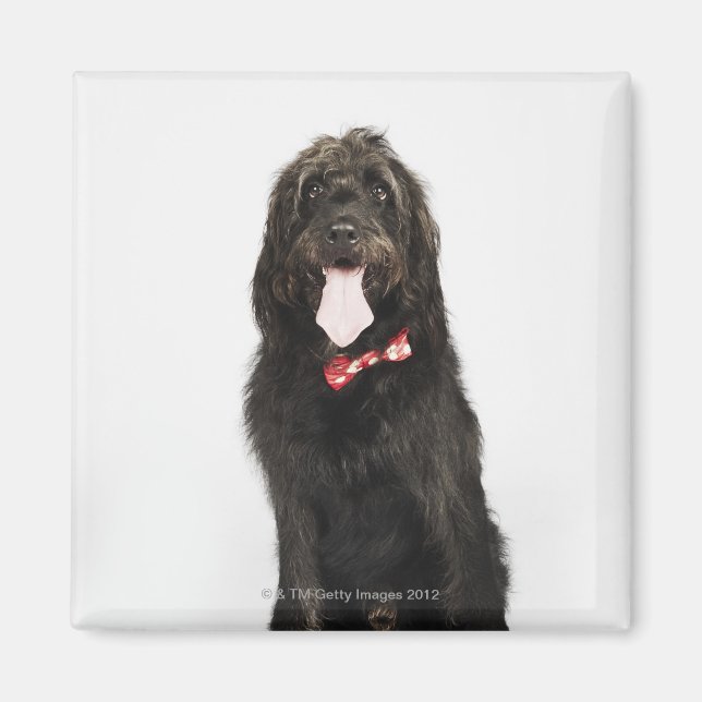 Porträtt i Labradoodle hund Magnet (Framsidan)