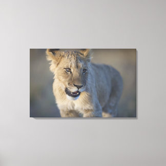 Porträtt i Lejona Unge (Panthera Leo), Namibia Canvastryck