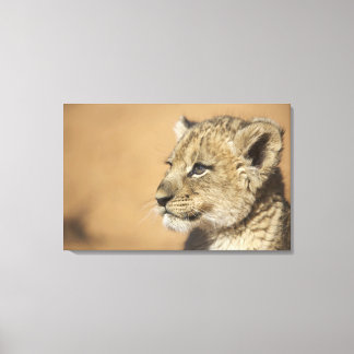 Porträtt i Lejona unge (Panthera Leo), Namibia Canvastryck