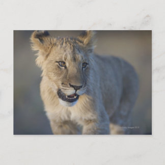 Porträtt i Lejona Unge (Panthera Leo), Namibia Vykort