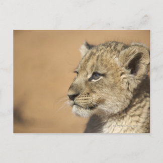 Porträtt i Lejona unge (Panthera Leo), Namibia Vykort