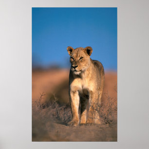 Porträtt i Lioness (Panthera Leo) Poster