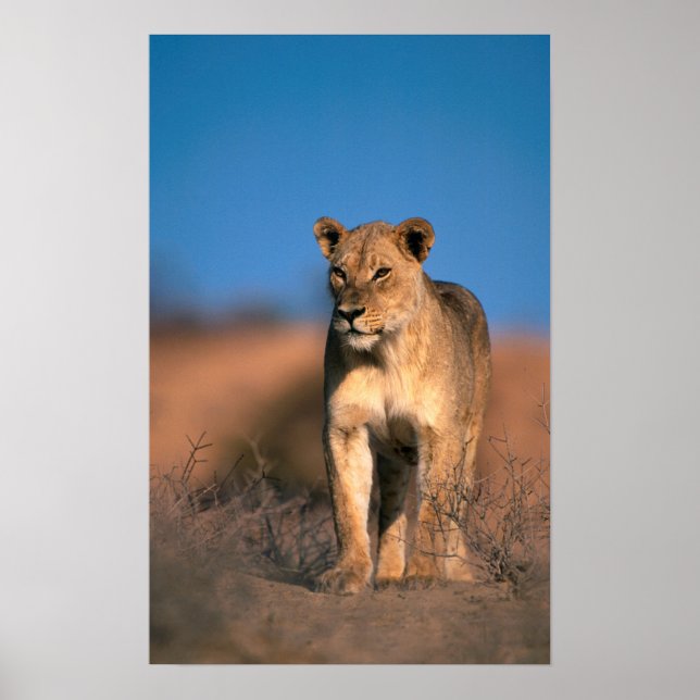Porträtt i Lioness (Panthera Leo) Poster (Framsidan)