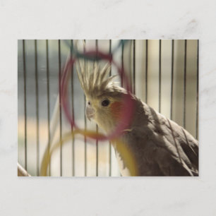 Porträtt i Molly genom Ring Vykort