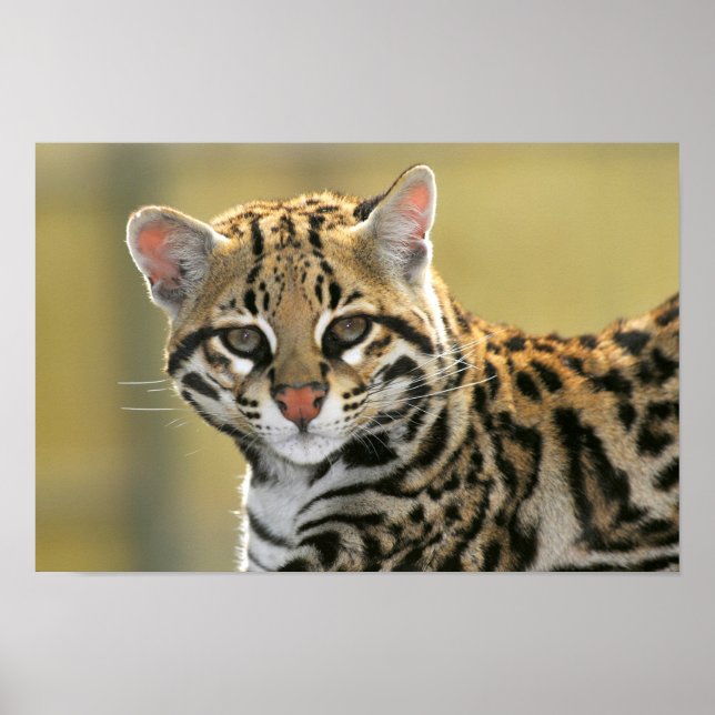 Porträtt i Ocelot Poster (Framsidan)