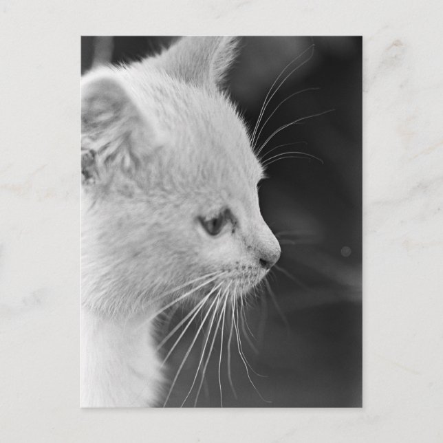 Porträtt i Petra Vykort (Framsida)