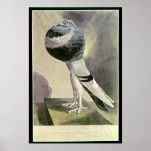 Porträtt i Pouter Pigeon Poster