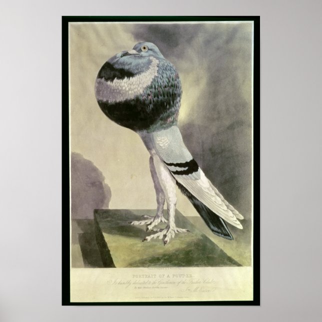 Porträtt i Pouter Pigeon Poster (Framsidan)