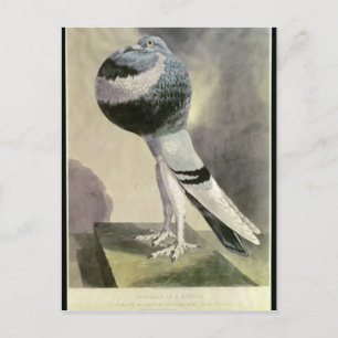 Porträtt i Pouter Pigeon Vykort