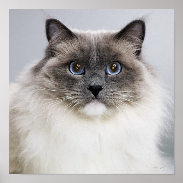 Porträtt i Ragdoll Cat Poster (Framsidan)