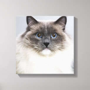 Porträtt i Ragdoll-katt Canvastryck