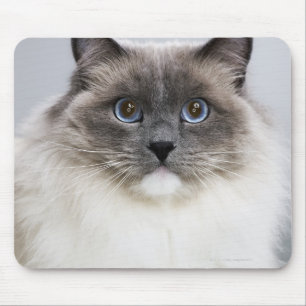 Porträtt i Ragdoll-katt Musmatta