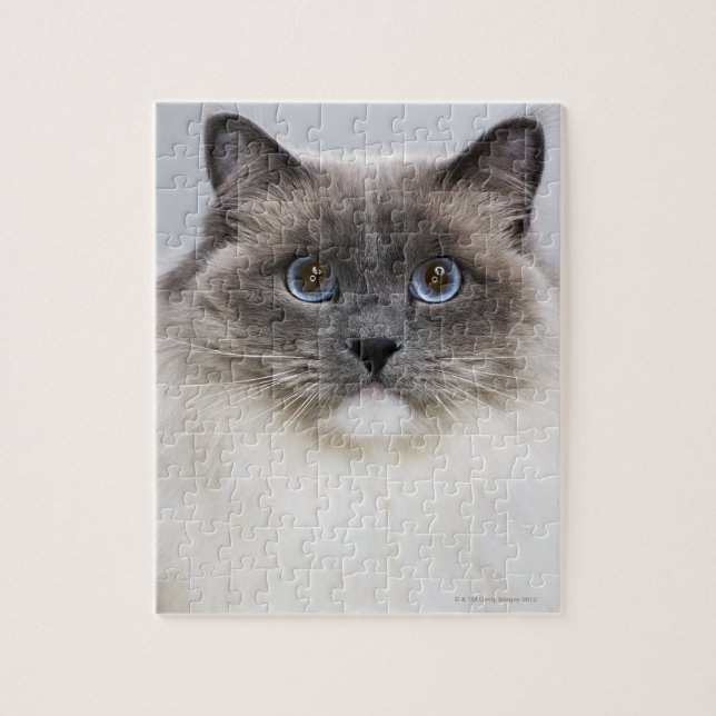 Porträtt i Ragdoll-katt Pussel (Vertikal)