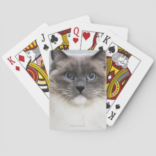 Porträtt i Ragdoll-katt Spelkort