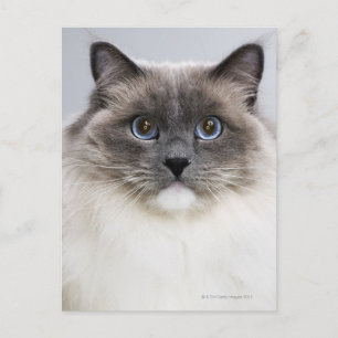 Porträtt i Ragdoll-katt Vykort
