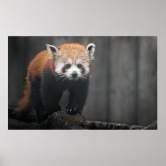 Porträtt i Red Panda Poster