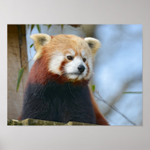Porträtt i rödpanda poster