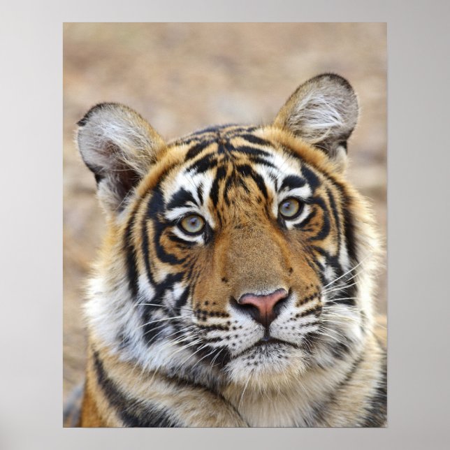 Porträtt i Royalet Bengal Tiger, Ranthambhor Poster (Framsidan)