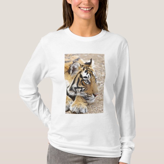 Porträtt i Royalet Bengal Tiger, Ranthambhor Tee Shirt (Framsida)
