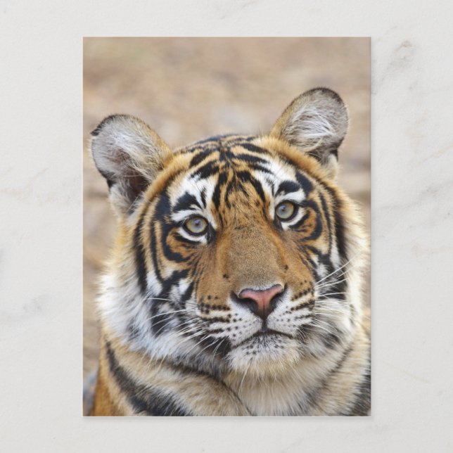 Porträtt i Royalet Bengal Tiger, Ranthambhor Vykort (Framsida)
