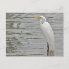Porträtt i Snowy Egret Vykort