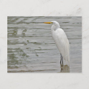 Porträtt i Snowy Egret Vykort