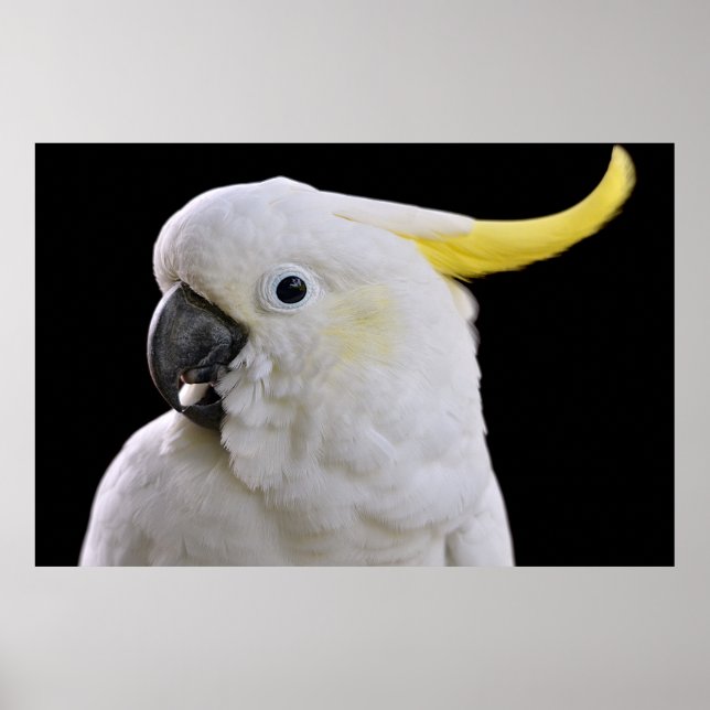 Porträtt i svavelkräftad Cockatoo Poster (Framsidan)