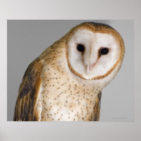 Porträtt i uggla (Tyto alba).