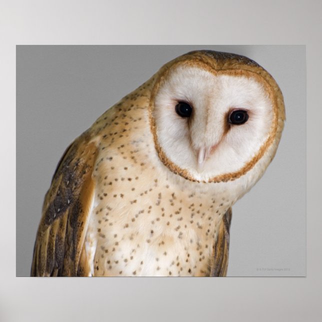 Porträtt i uggla (Tyto alba). Poster (Framsidan)