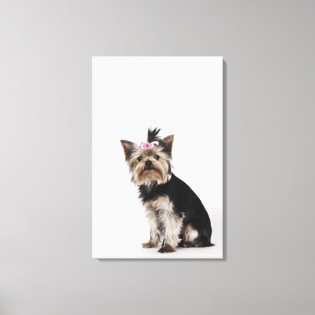 Porträtt i Yorkshire Terrier hund Canvastryck (Framsida)
