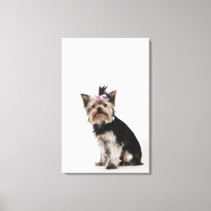 Porträtt i Yorkshire Terrier hund Canvastryck