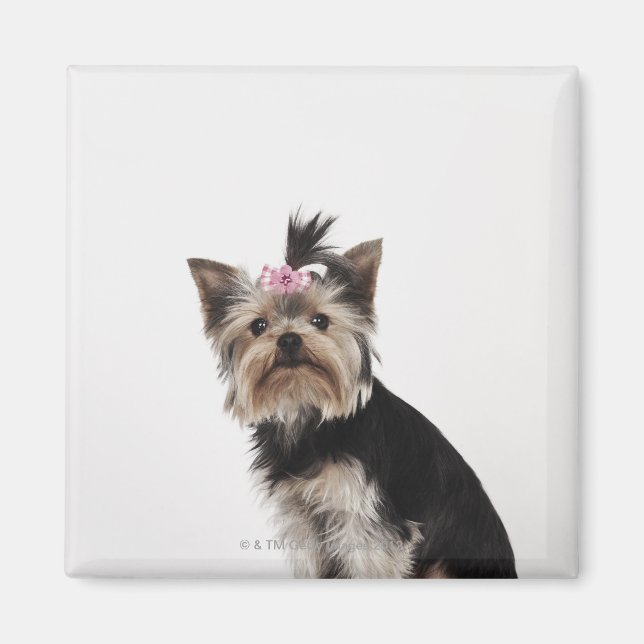 Porträtt i Yorkshire Terrier hund Magnet (Framsidan)