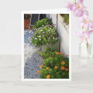 Porträtt-kort för afrikanska Daisy Kort