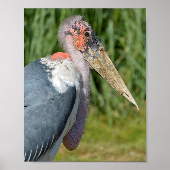 Porträtt marabou stork poster (Framsidan)