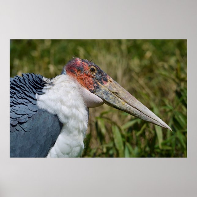 Porträtt marabou stork poster (Framsidan)