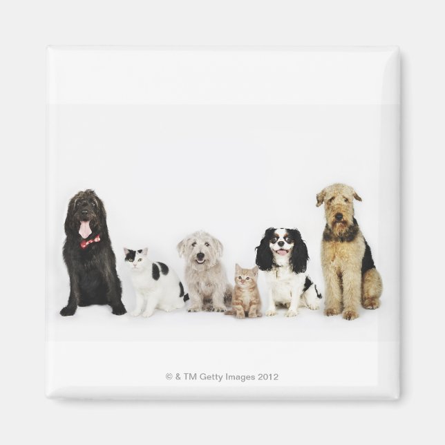 Porträtt och hundar sitta tillsammans magnet (Framsidan)