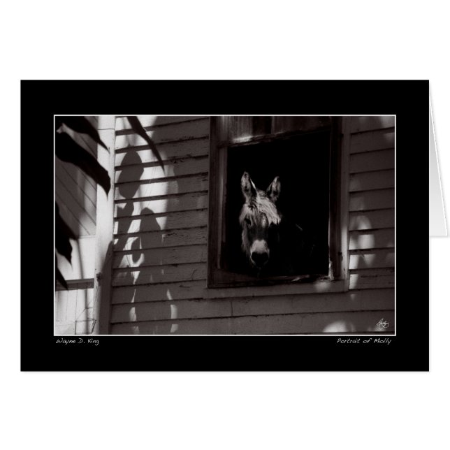 Porträtt of Molly Hälsningskort (Framsidan Horizontal)