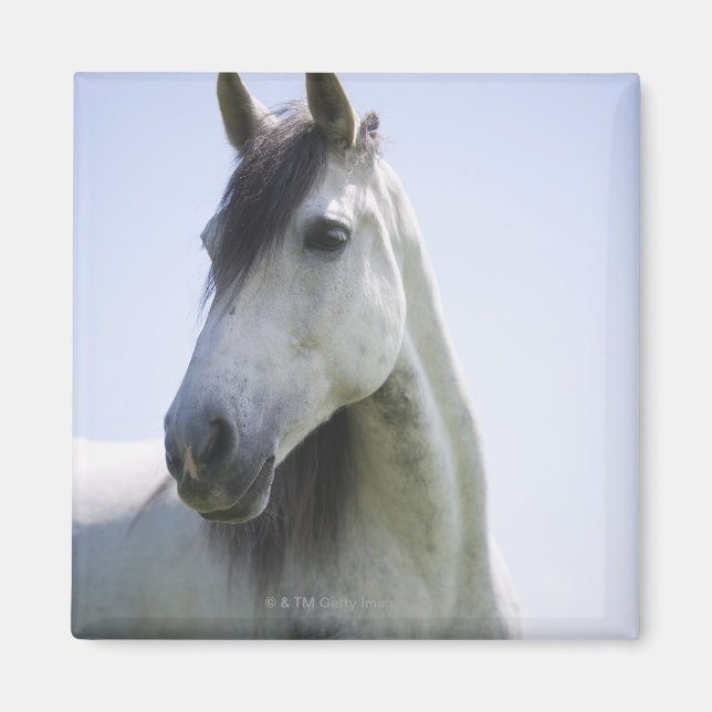 porträtt om vit häst magnet (Framsidan)