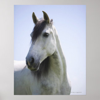 porträtt om vit häst poster