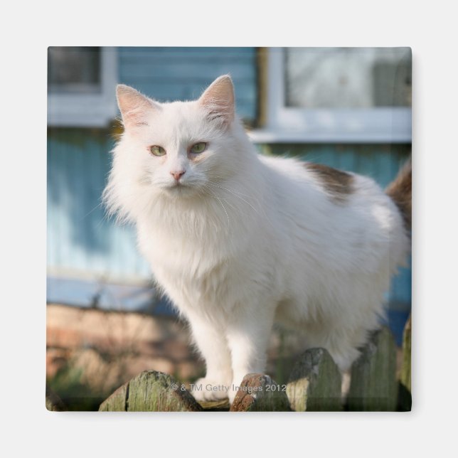 Porträtt på stängslet av katt magnet (Framsidan)