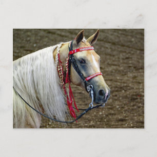 Porträtt Photo BeSnyval Palomino Horse Vykort