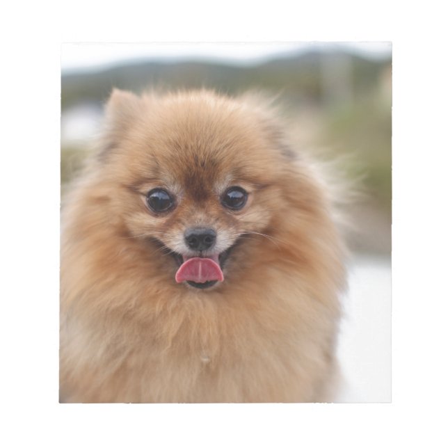 Porträtt Pomeranian Hund Anteckningsblock (Framsida)