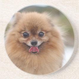 Porträtt Pommern Hund Underlägg