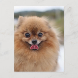 Porträtt Pommern Hund Vykort