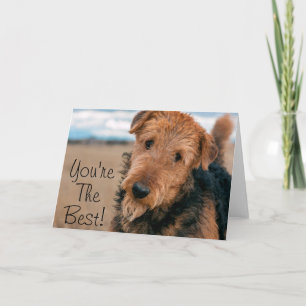 Porträtt till en Airedale Terrier 2 Kort