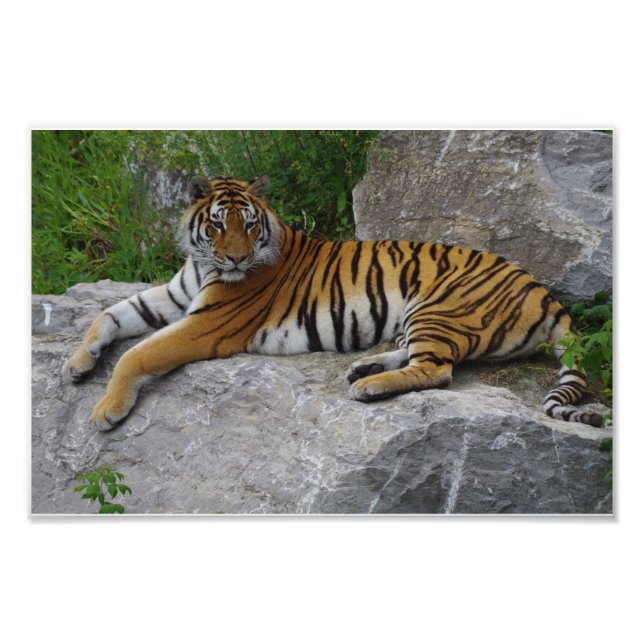 Porträttfoto av en sibirisk tiger fototryck (Framsidan)